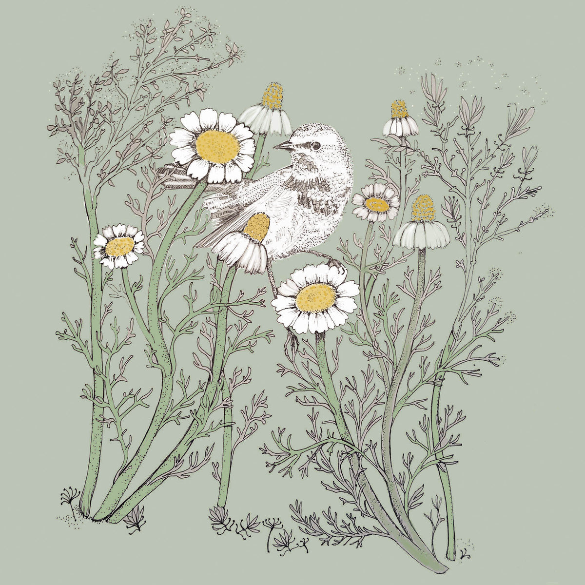 Chamomile Bird Hand Drawn Art Blank Floral Greeting Card