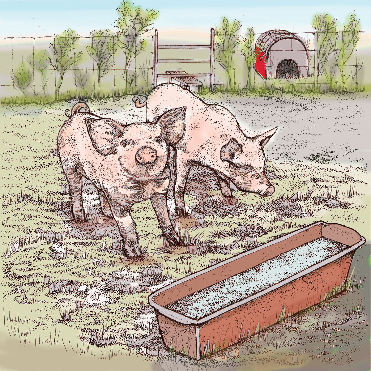 Pigs in Muck Hand Drawn Farm Blank Art Greeting Card