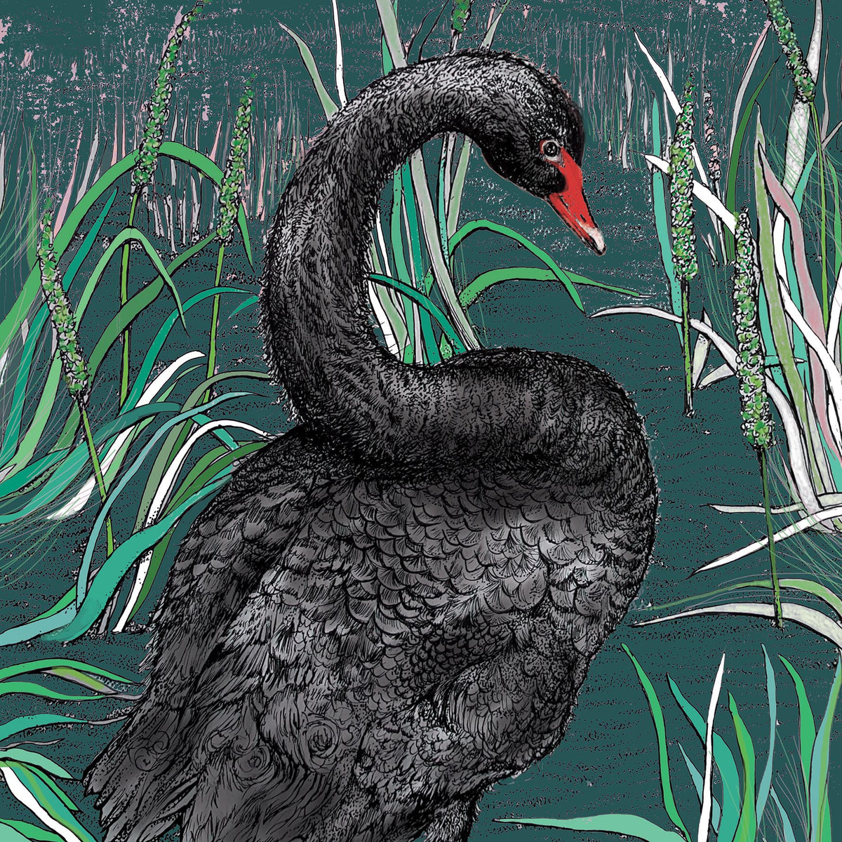 Black Swan Hand Drawn Wildlife Art Blank Greeting Card