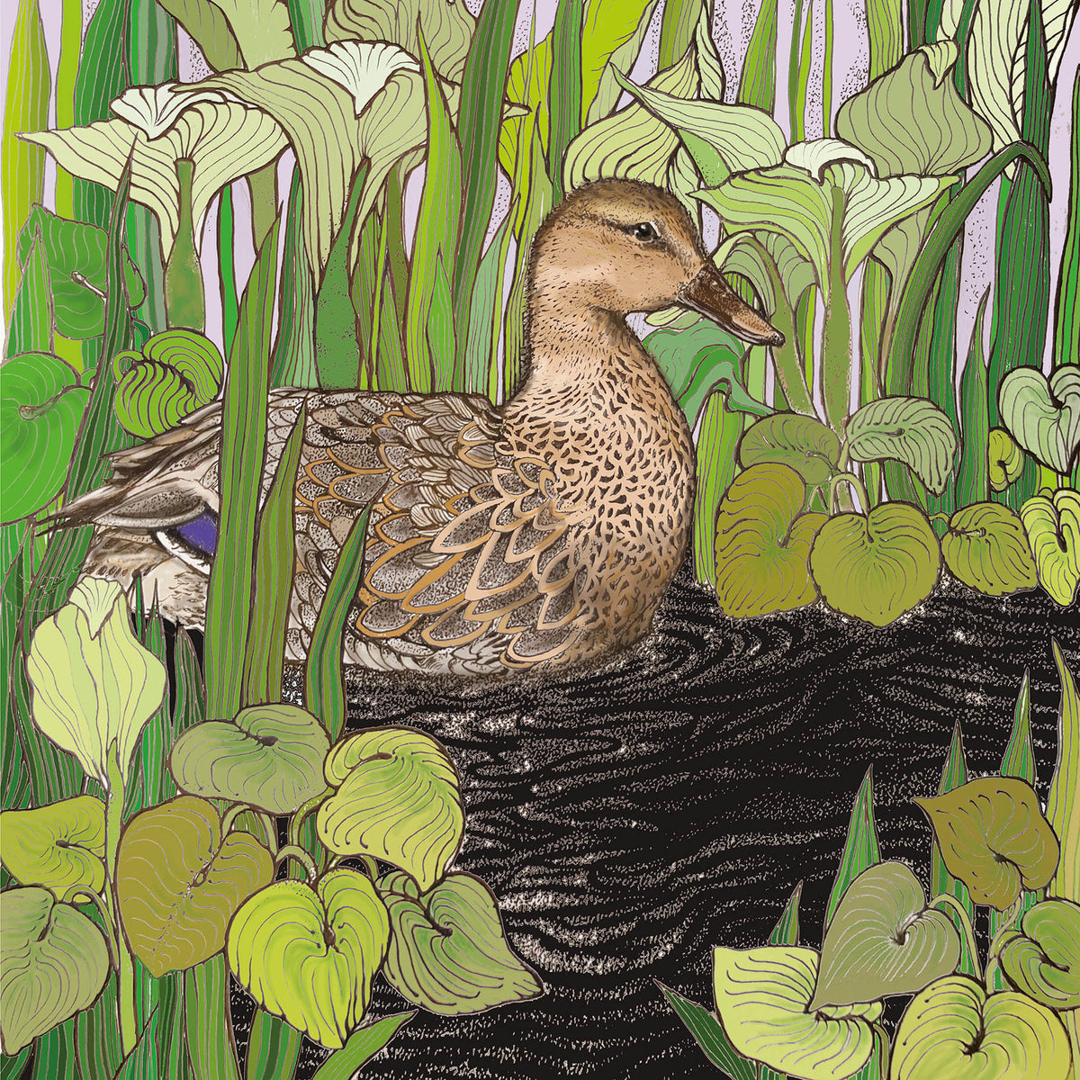 Mallard Hand Drawn Art Duck Blank Nature Greeting Card