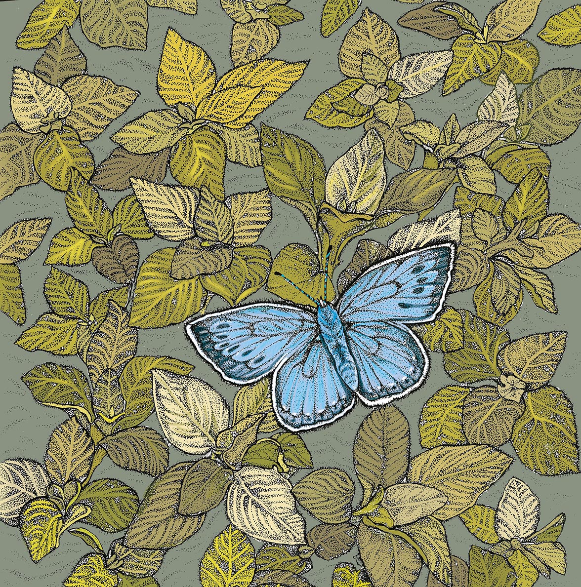 Large Blue Butterfly Hand Drawn Art Blank Greeting Card