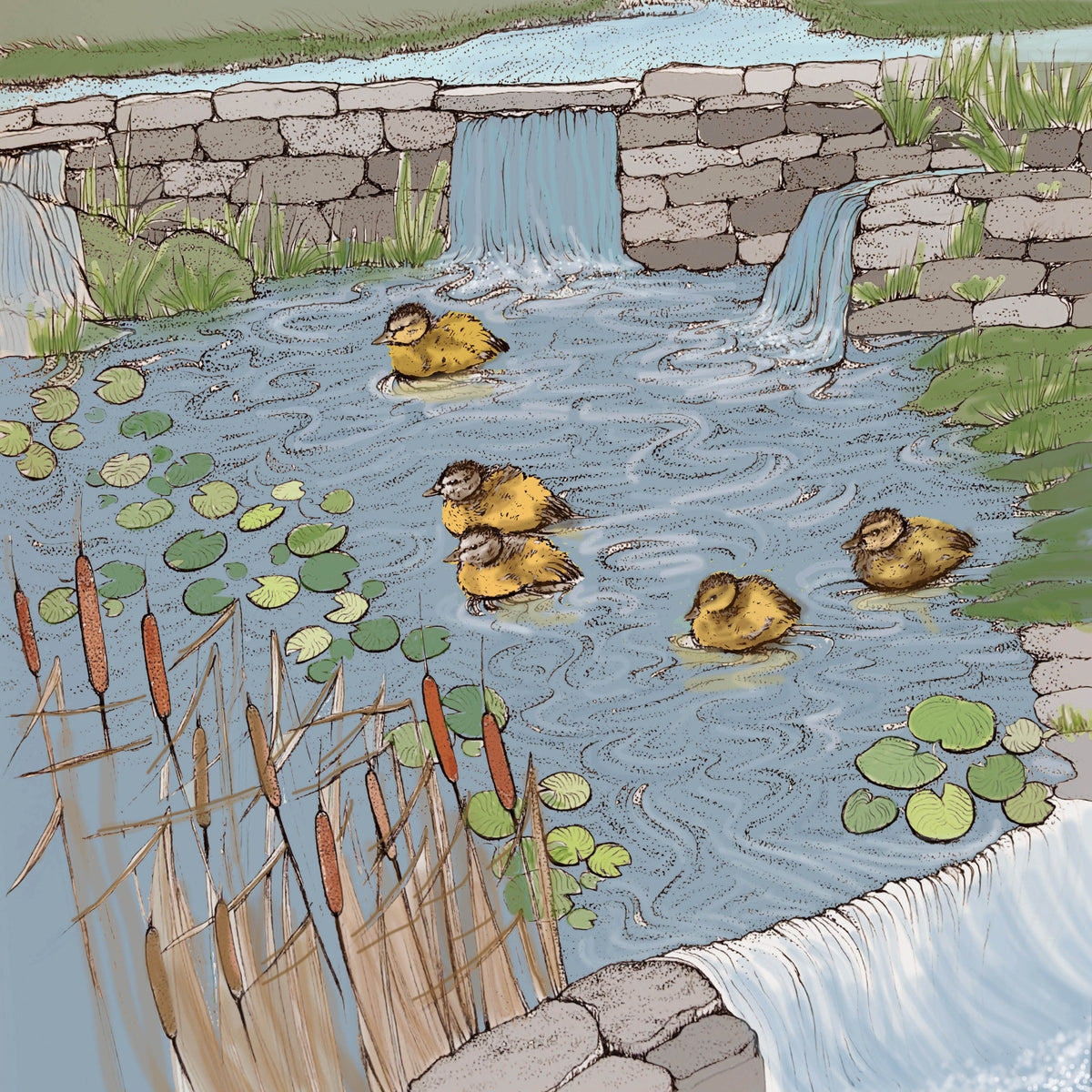 Ducklings on a Pond Hand Drawn Art Blank Greeting Card
