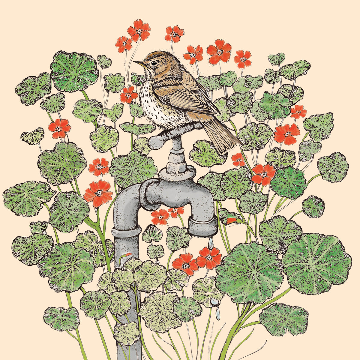 Song Thrush Nasturtiums Garden Blank Nature Greeting Card