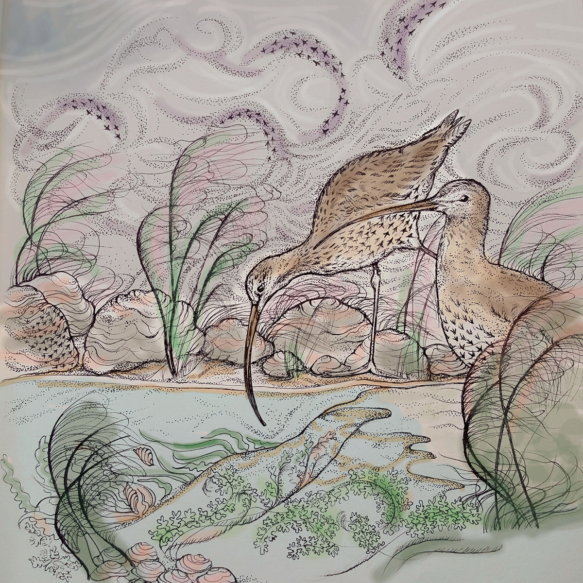 Curlews Hand Drawn Art Nature Bird Blank Greeting Card