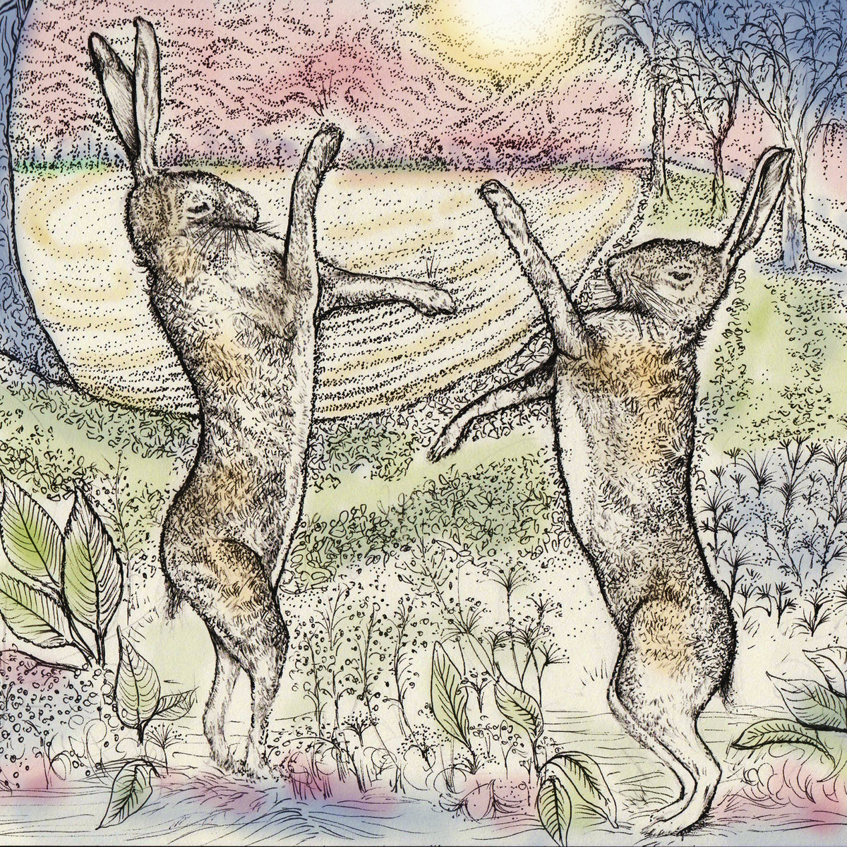 Hare Fight Hand Drawn Art Blank Wildlife Greeting Card