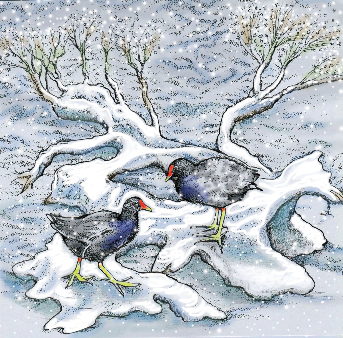 Moorhens In Snow Hand Drawn Art Blank Winter Greeting Card
