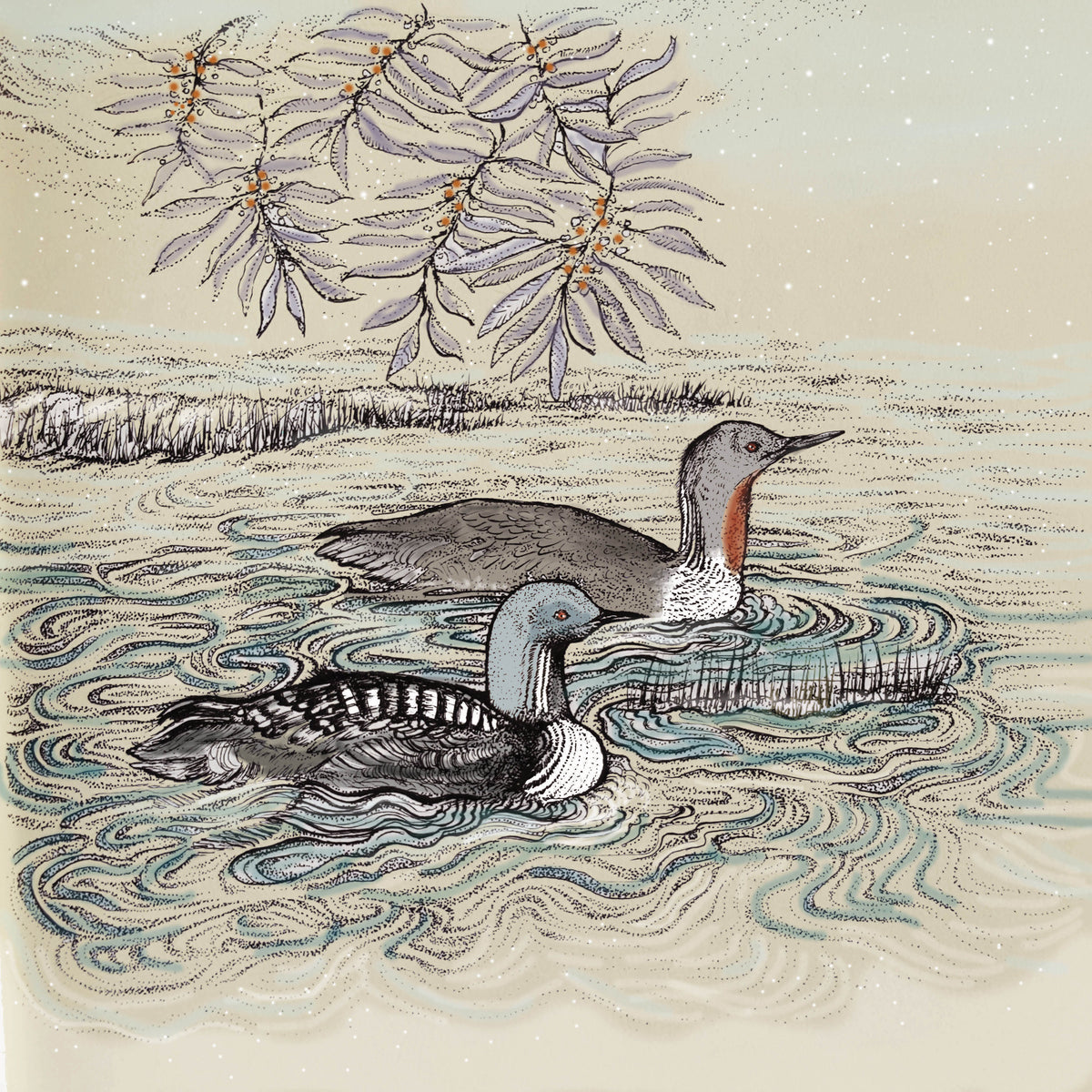 Pacific Loons Hand Drawn Birds Art Blank Greeting Card