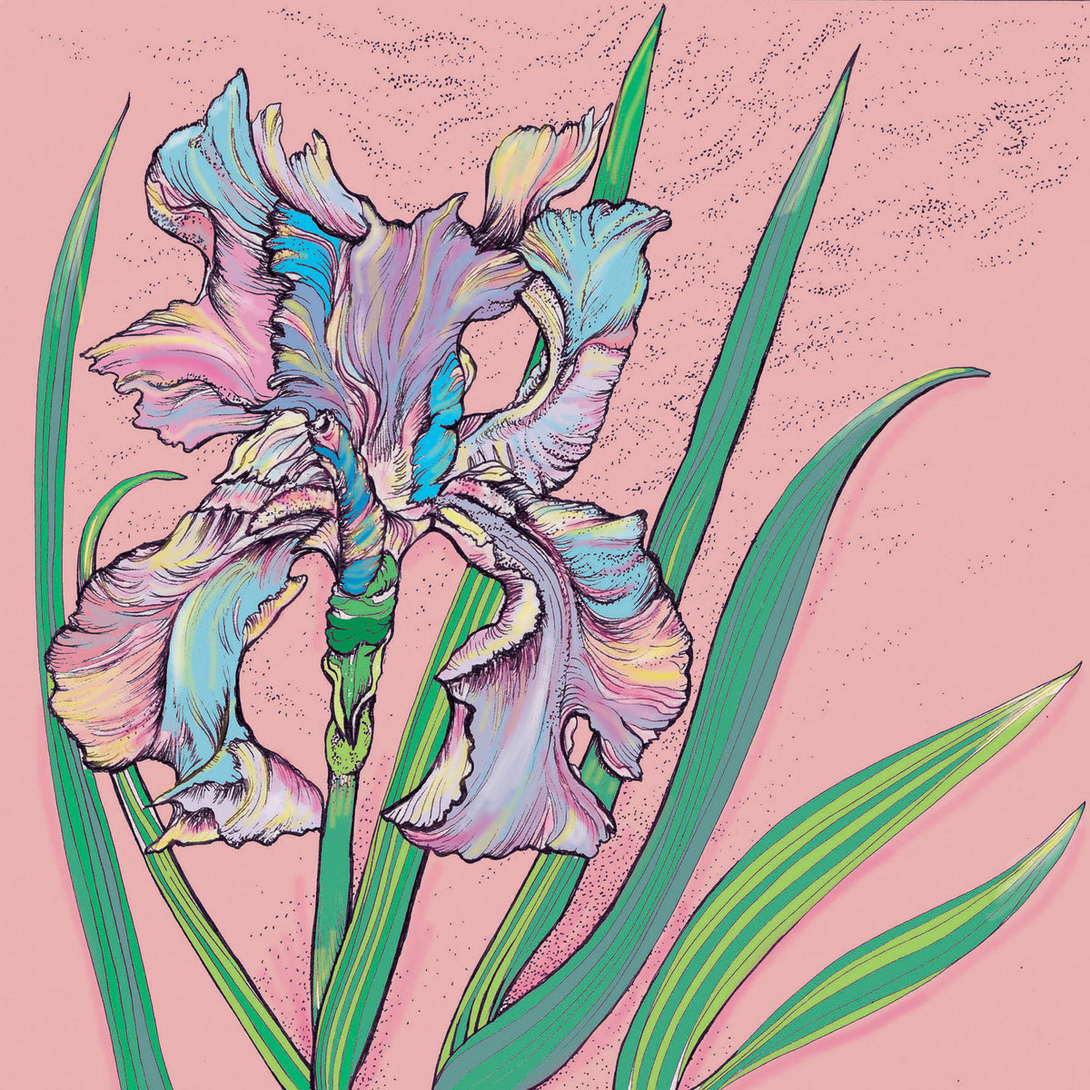 Single Iris Flower Hand Drawn Art Blank Greeting Card